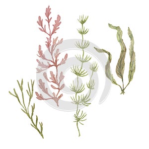 Seaweed sea Ã¢â¬â¹Ã¢â¬â¹travel lighthouse corals shells beach watercolor i